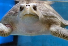 Iru Turtle patient Iru in the tank at the Rescue Centre. Image.