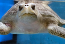 Iru Turtle patient Iru in the tank at the Rescue Centre. Image.