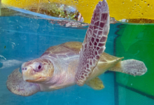 Iru, Released Turtle patient Iru recovering at the Rescue Centre. Image.