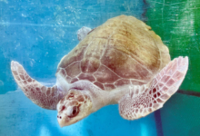 Iru Turtle patient Iru recovering at the Rescue Centre. Image.