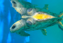 Nooru Turtle patient Nooru recovering in her tank at the Rescue Centre. Image.