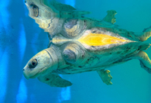 Nooru Turtle patient Nooru recovering in her tank at the Rescue Centre. Image.
