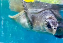 Nooru Turtle patient Nooru in the tank at the Rescue Centre. Image.