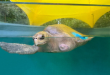 Nooru Turtle patient Nooru in the tank at the Rescue Centre. Image.