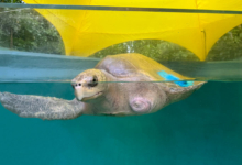 Nooru Turtle patient Nooru in the tank at the Rescue Centre. Image.