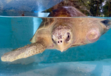 Nooru Turtle patient Nooru in the tank at the Rescue Centre. Image.