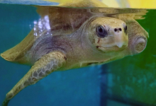 Nooru Turtle patient Nooru in the tank at the Rescue Centre. Image.