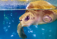 Nooru Turtle patient Nooru in the tank at the Rescue Centre. Image.