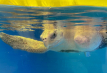 Nooru Turtle patient Nooru at the Rescue Centre, February 2025. Image.