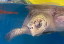 Nooru Turtle patient Nooru recovering in her tank at the Rescue Centre. Image.