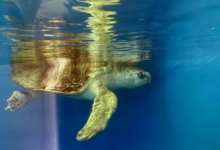 Nooru Turtle patient Nooru recovering in her tank at the Rescue Centre. Image.