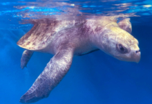 Nooru Turtle patient Nooru recovering in her tank at the Rescue Centre. Image.