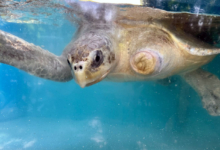 Nooru Turtle patient Nooru recovering at the Rescue Centre. Image.