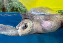 Nooru Turtle patient Nooru recovering in her tank at the Rescue Centre. Image.