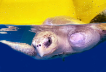 Nooru Turtle patient Nooru recovering in her tank at the Rescue Centre. Image.