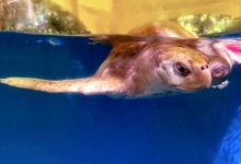 Nooru Turtle patient Nooru recovering in the tank at the Rescue Centre. Image.