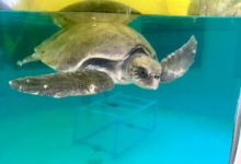 Dhontha Turtle patient Dhontha in the tank at the Rescue Centre, flippers outstretched. Image.