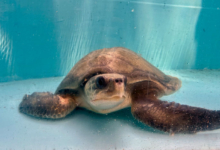 Iru Turtle patient Iru resting at the bottom of the tank at the Rescue Centre. Image.