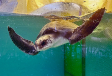 Iru Turtle patient Iru swimming in the tank at the Rescue Centre. Image.