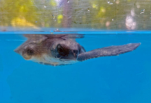 Moodhu, Released Turtle patient Moodhu in the tank at the Rescue Centre, right front flipper missing. Image.