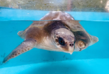 Nooru, olive ridley sea turtle, ghost gear victim, deceased Turtle patient Nooru in the tank at the Rescue Centre. Image.
