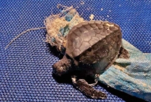 Moodhu Turtle patient Moodhu and the debris he was entangled in. Image.