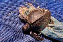 Moodhu Turtle patient Moodhu and the debris he was entangled in. Image.