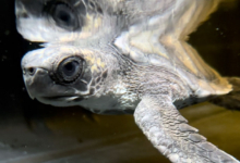 Moodhu Turtle patient Moodhu at the Rescue Centre. Image.