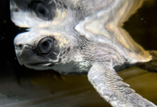 Moodhu Turtle patient Moodhu at the Rescue Centre. Image.