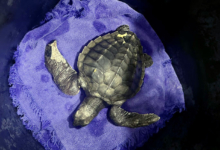 Moodhu Turtle patient Moodhu at the Rescue Centre. Image.