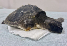 Moodhu Turtle patient Moodhu at the Rescue Centre. Image.