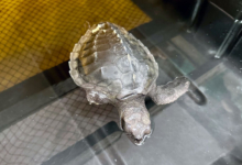 Moodhu Turtle patient Moodhu at the Rescue Centre. Image.