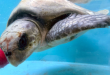 Bulbul Turtle patient Bulbul recovering in the tank at the Rescue Centre. Image.
