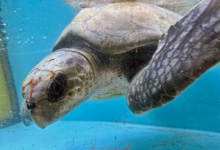 Bulbul Turtle patient Bulbul recovering in the tank at the Rescue Centre. Image.