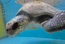 Bulbul, Released Turtle patient Bulbul recovering in the tank at the Rescue Centre. Image.