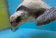 Bulbul Turtle patient Bulbul recovering in the tank at the Rescue Centre. Image.