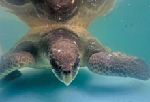 Nooru Turtle patient Nooru recovering on the tank at the Rescue Centre. Image.