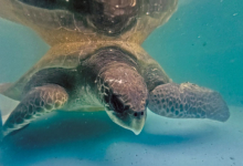 Nooru Turtle patient Nooru recovering on the tank at the Rescue Centre. Image.