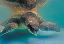 Nooru Turtle patient Nooru recovering on the tank at the Rescue Centre. Image.