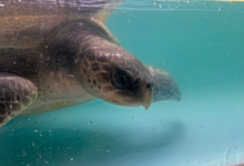 Nooru Turtle patient Nooru recovering on the tank at the Rescue Centre. Image.