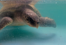 Nooru Turtle patient Nooru recovering on the tank at the Rescue Centre. Image.