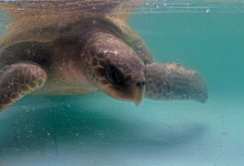 Nooru Turtle patient Nooru recovering on the tank at the Rescue Centre. Image.