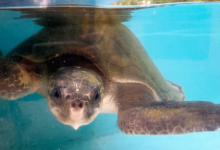 Iru Turtle patient Iru recovering in the tank at the Rescue Centre. Image.