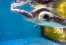 Iru Turtle patient Iru recovering in the tank at the Rescue Centre. Image.