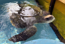 Iru Turtle patient Iru popping her head out of the water in the tank at the Rescue Centre. Image.