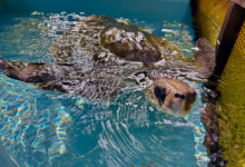 Iru Turtle patient Iru popping her head out of the water in the tank at the Rescue Centre. Image.
