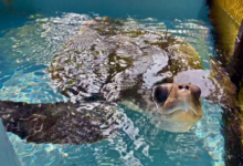 Iru Turtle patient Iru popping her head out of the water in the tank at the Rescue Centre. Image.