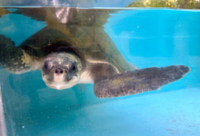 Iru Turtle patient Iru recovering in the tank at the Rescue Centre. Image.