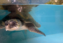 Iru Turtle patient Iru recovering in the tank at the Rescue Centre. Image.
