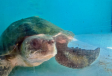 Iru Turtle patient Iru resting at the bottom of the tank at the Rescue Centre. Image.